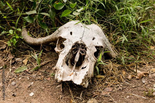 Blue Wildebeest scull in africa laying on ground © Katharina