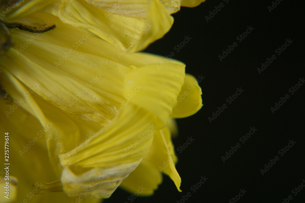 Fototapeta premium Flowers withered, Chrysanthemum, Dendranthemum grandifflora