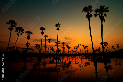 palmyra palm or toddy palm trees in the field during an early beautiful dawn with colorful sky.Landscape Sugar palm and rice filed at sunrise.Beautiful sunrise with sugar plum trees