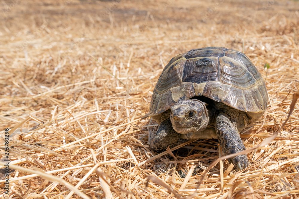 Steppe mediterranean turtle on dry grass Steppe mediterranean turtle on dry grass