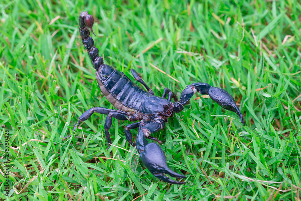 Obraz premium Scorpions on the grass