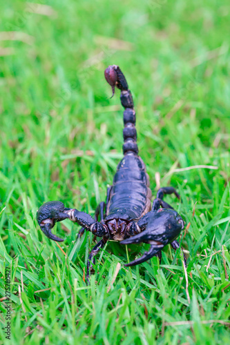 Scorpions on the grass