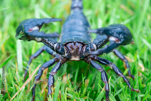 Close up scorpion on the grass