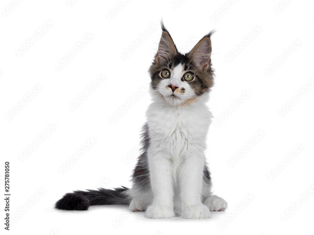 Fototapeta premium Cute black tabby with white Maine Coon cat kitten with adorable freckle on nose, sitting up facing front. Looking to the side with greenish eyes. Isolated on white background. Tail beside body.