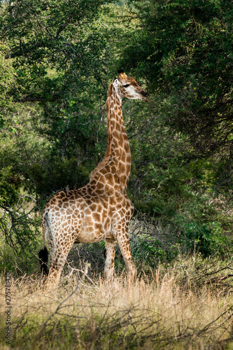 Giraffe standing in front of green bushes in africa