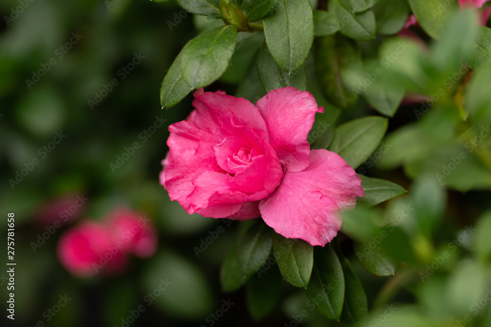  macro photo of pink azalea on foliage background