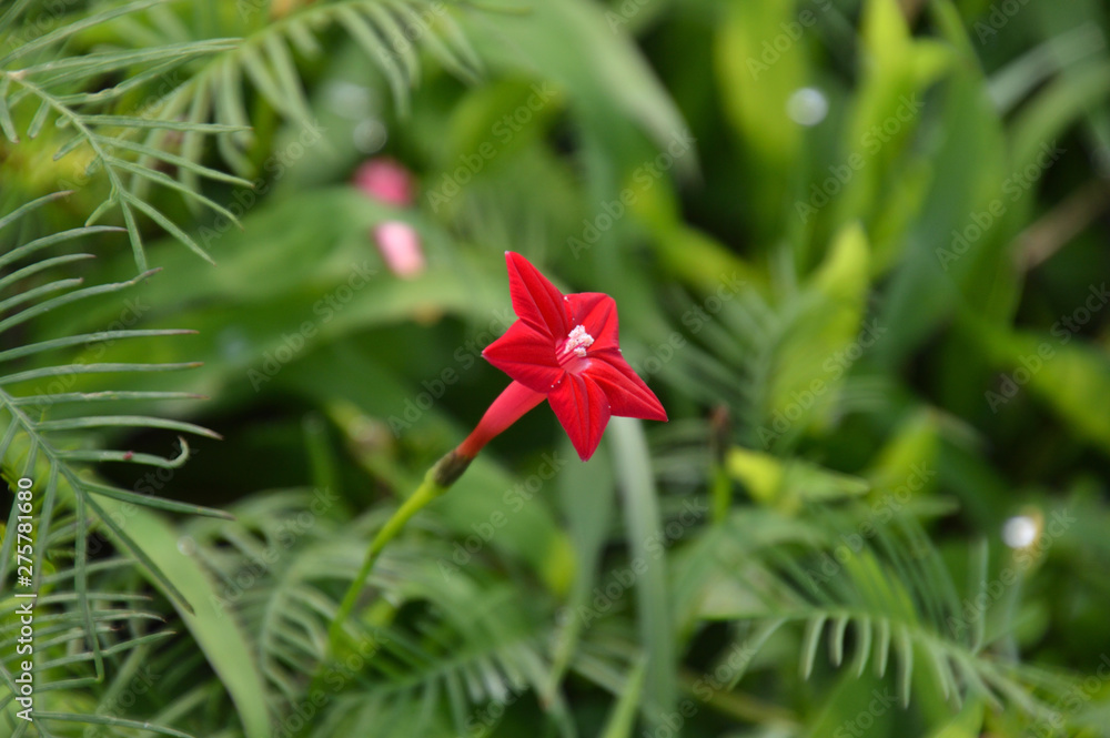 小さな星形の赤い花 ルコウソウ Stock Photo Adobe Stock 小さな星形の赤い花 ルコウソウ Stock Photo Adobe Stock