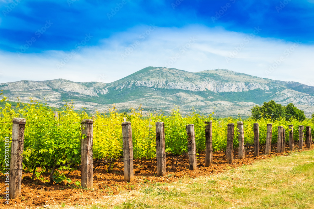 Long alley of vineyard on plantation, mountain in background, sunny summer day, Dalmatian inland, Croatia