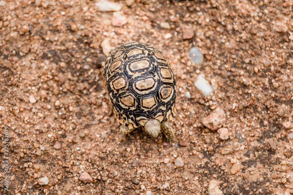 Young Leopard Tortoise view from above Young Leopard Tortoise view from above