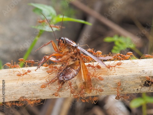 Weaver ants or green ants (Oecophylla) hunting a cockroach, a group of green ants taking a cockroach on dry branch to the nest.