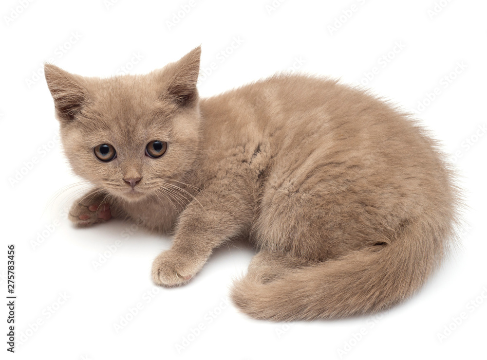 Obraz premium Beautiful gray little kitten. British cat, isolated on white background