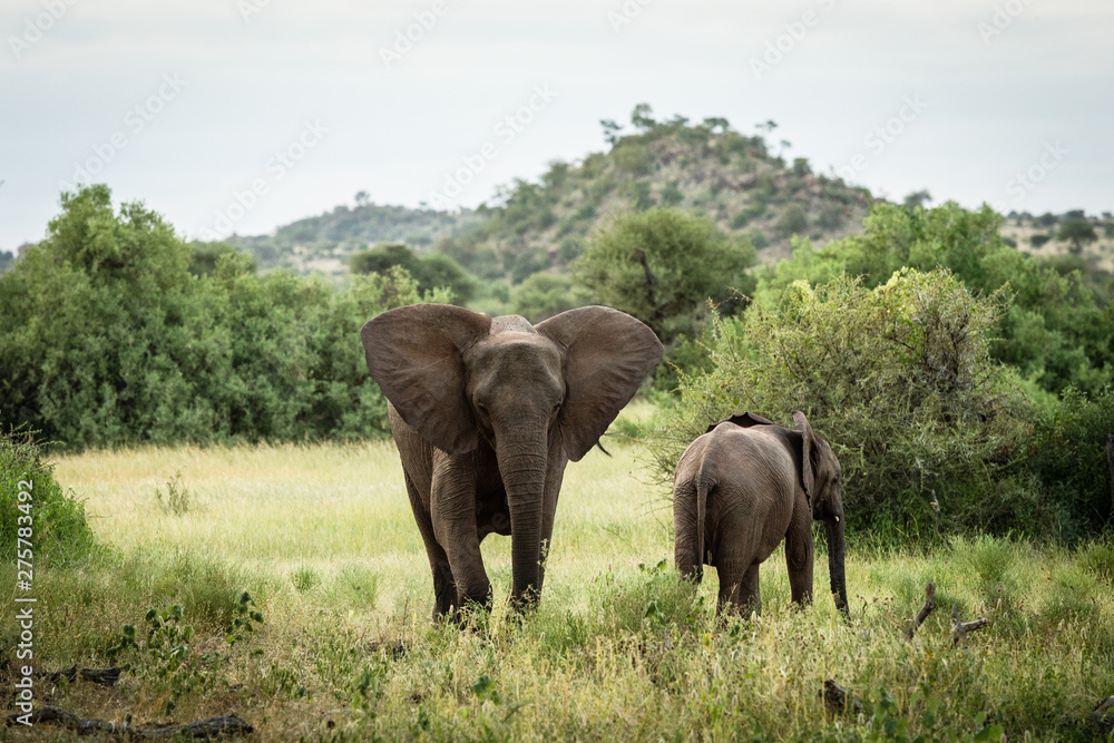 African elephant mom with baby feeding in the bush African elephant mom with baby feeding in the bush