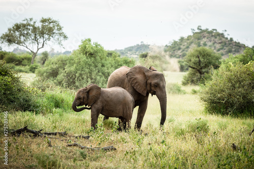 African elephant mom with baby feeding together