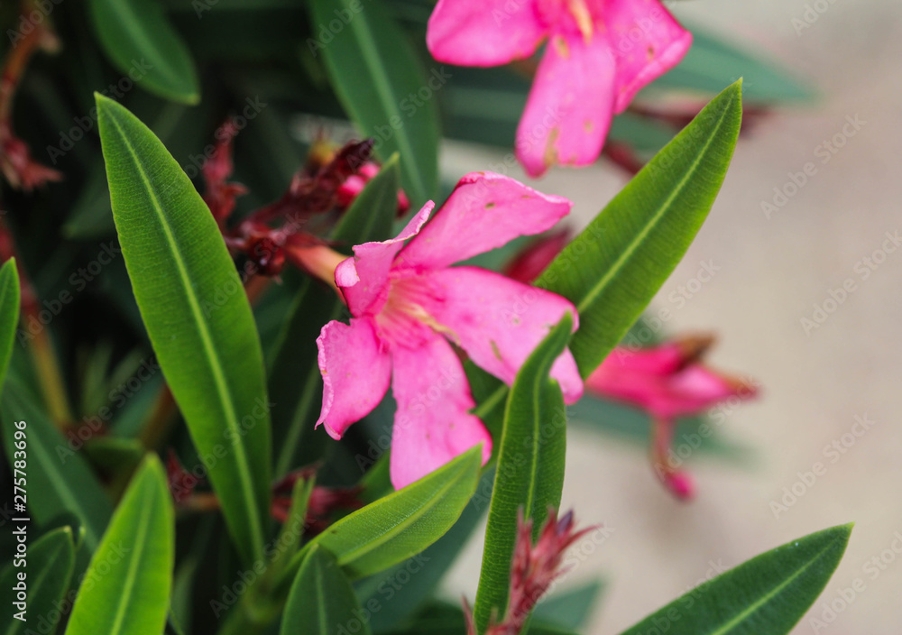 Nerium oleander flower, most commonly known as nerium or oleander, blooming in spring in the garden