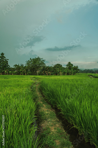 Ricefield Nature Landscape photography