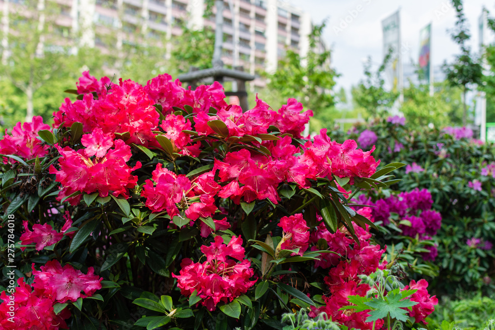 Beautiful bright colors of the city, landscaping and flower decoration of the city landscape