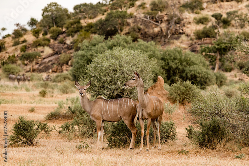 Herd of female kudus in the african savannah