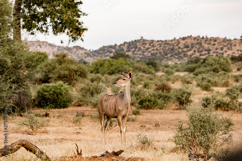 Female Kudu listens to the african savannah bush