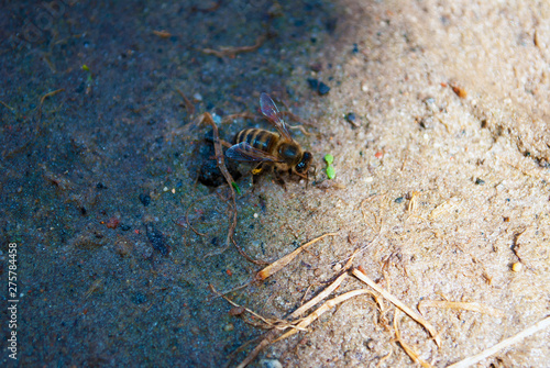 bee close up on the ground. grains of sand