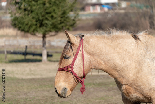 Fotografie Life in the countryside can not be imagined without a horse