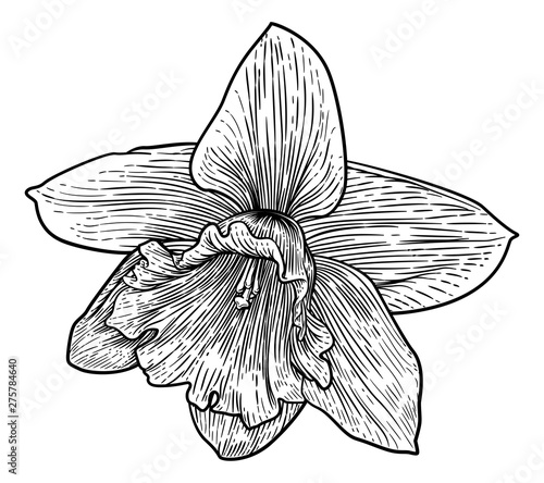 A daffodil spring flower illustration in a woodcut etching retro style