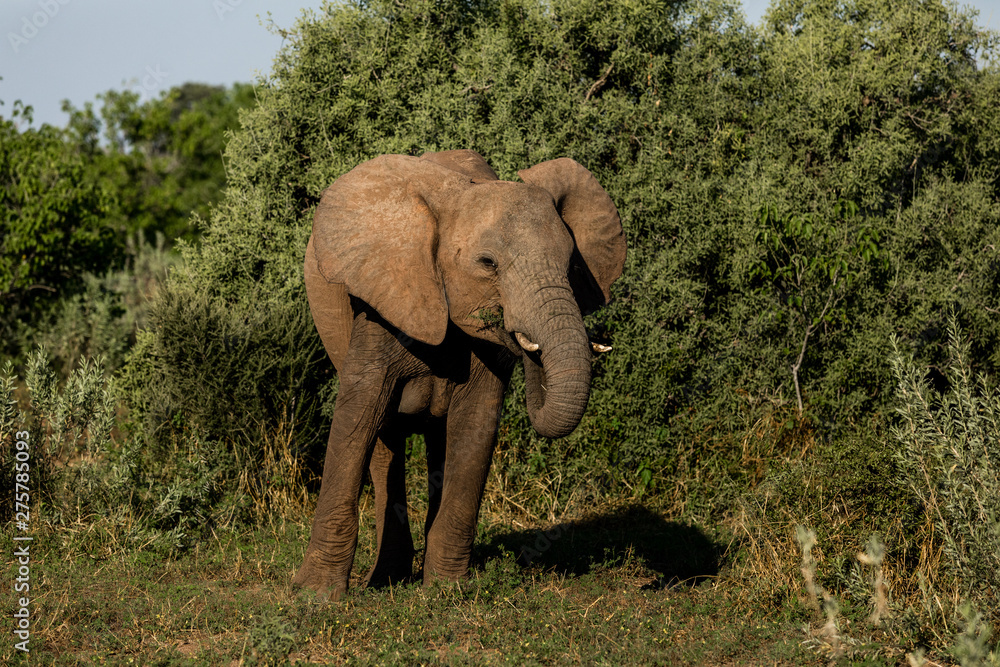 African Elephant feeding in front of green bushes