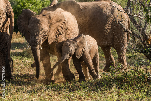 Afrikanischer Babyelefant spielt mit seinen Geschwistern in Afrika im Busch