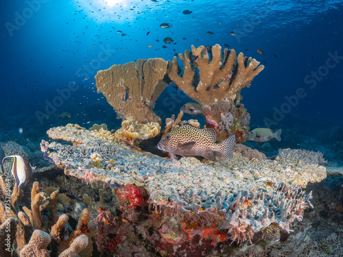 Sealife Tubbataha Reef (Philippines) photo