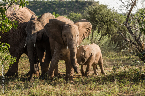 Baby elephant playing with its siblings in africa photo