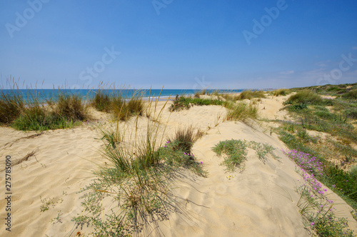 The sandy landscape of Marismas del Odiel National Park in Andalusia, Spain