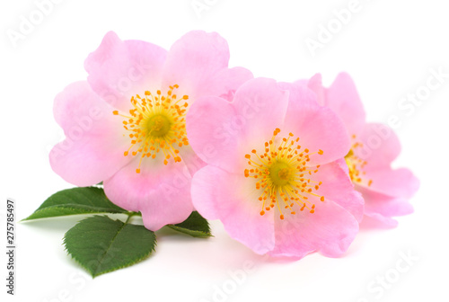 The flowers of wild rose isolated.