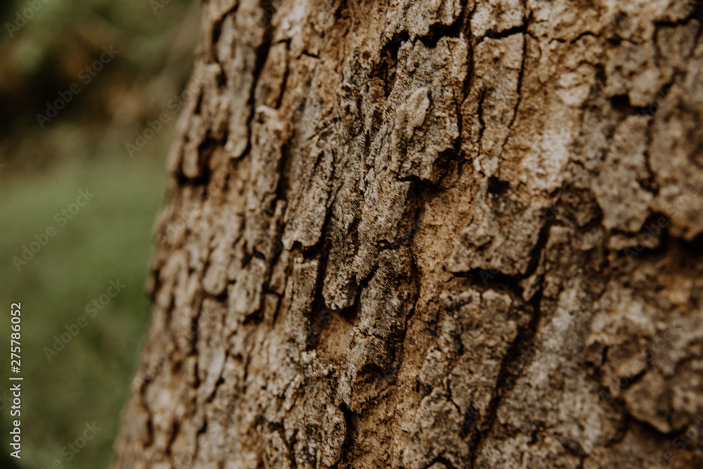 tree bark texture africa tree bark texture africa