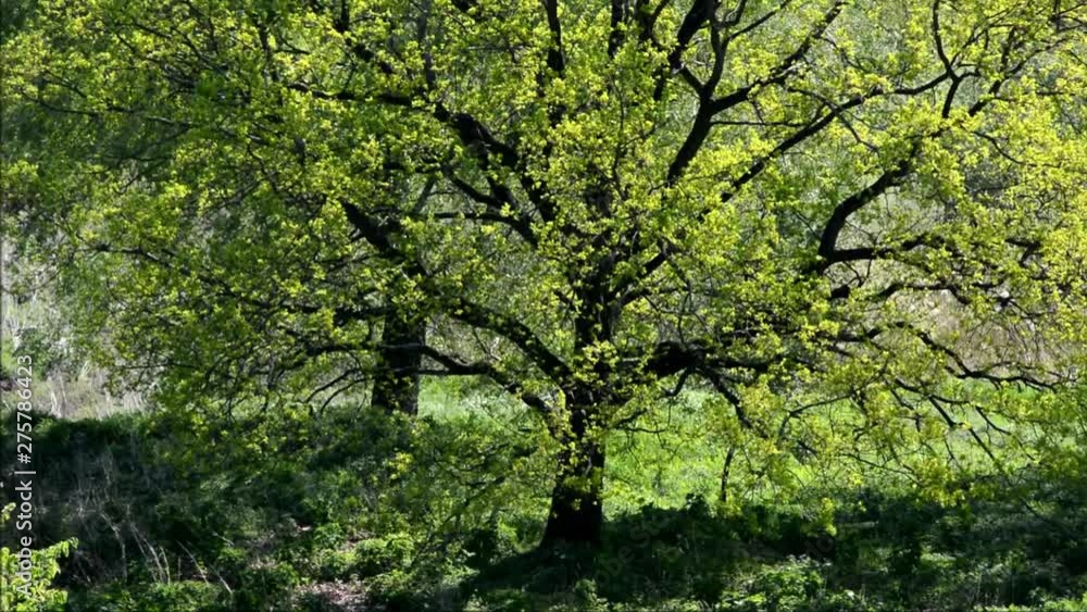 Green Spring Trees from Falkensee (Brandenburg) near Berlin Spandau of May 8, 2016, Germany Green Spring Trees from Falkensee (Brandenburg) near Berlin Spandau of May 8, 2016, Germany