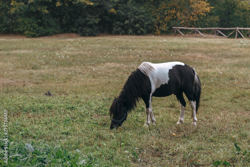 horse grazing in a field
