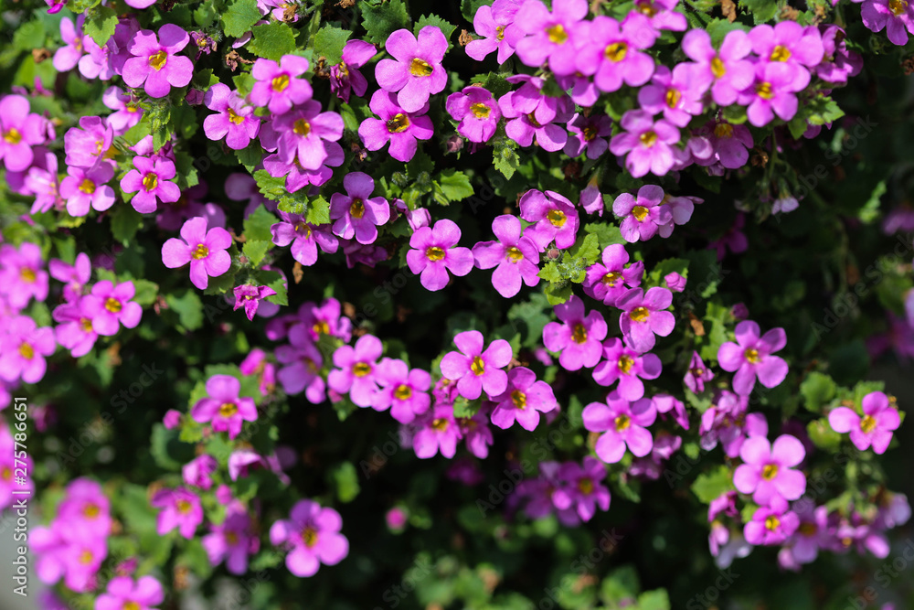 Aubrieta deltoidea, also know as lilacbush, purple rock cress and rainbow rock cress Aubrieta deltoidea, also know as lilacbush, purple rock cress and rainbow rock cress