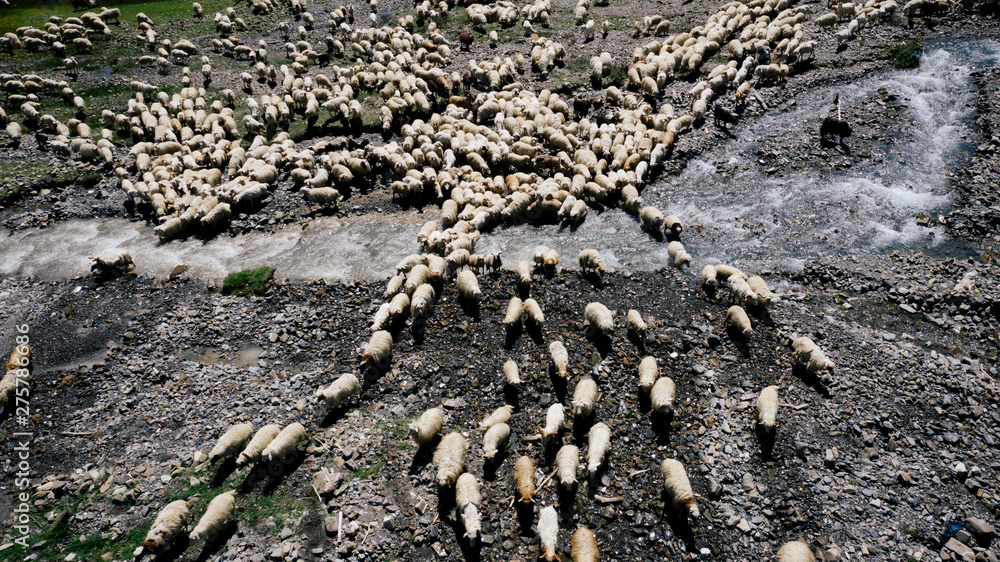 Fototapeta premium Aerial view of large flock of sheep grazing in the field near mountainous river in Georgia