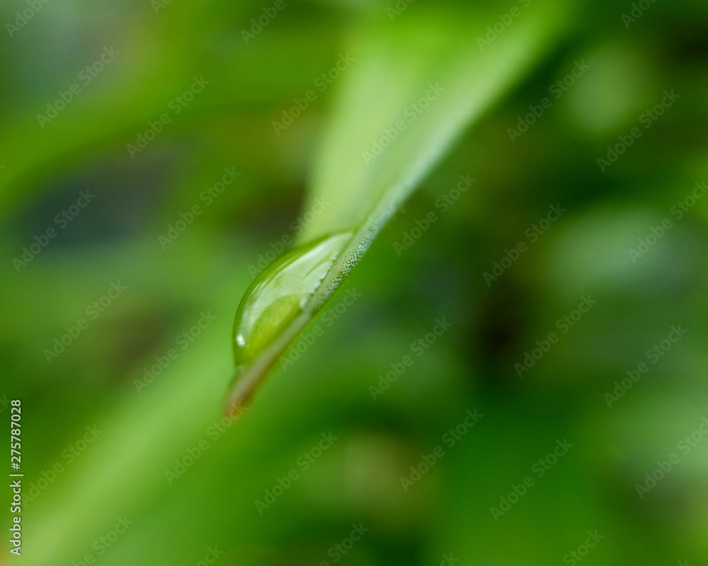 Water Droplet on end of a leaf. Water Droplet on end of a leaf.