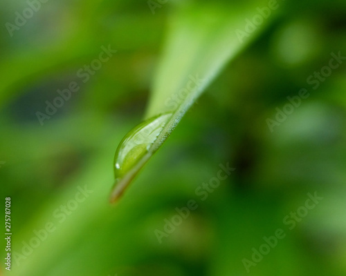 Water Droplet on end of a leaf.