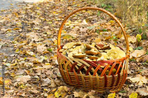Basket filled with mushrooms. Basket of mushrooms on the background of autumn foliage.
