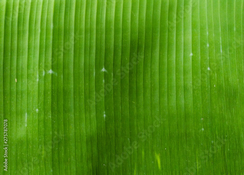 wallpaper of fresh banana leaf background texture ( vazha ela) photo