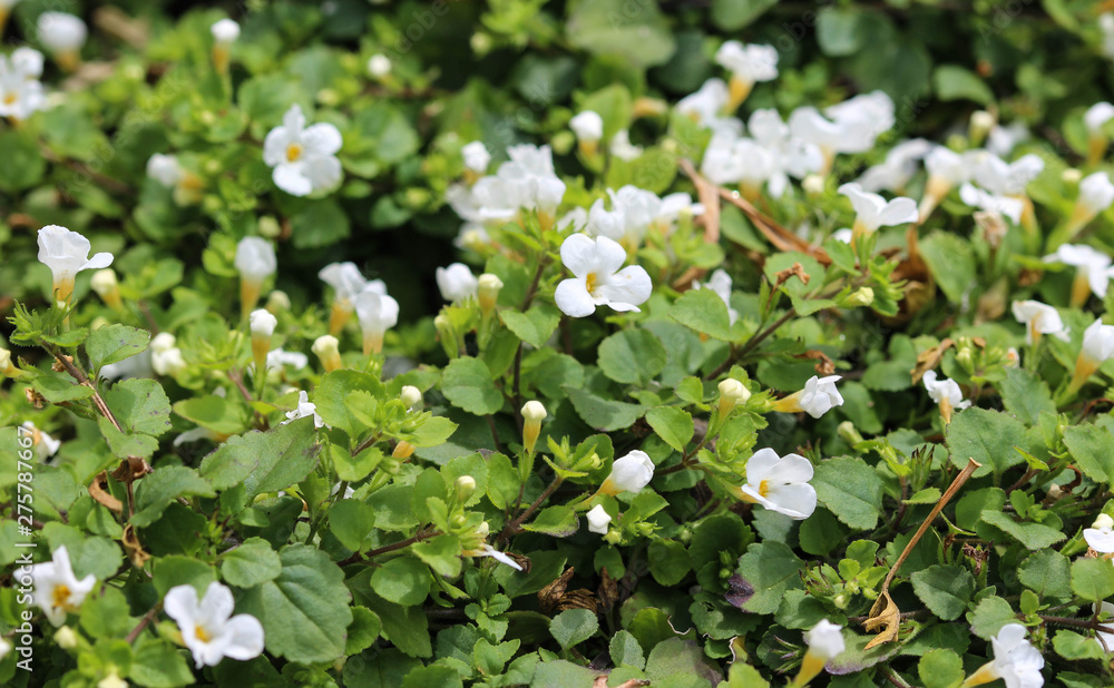close up of Bacopa monnieri flower, also called waterhyssop, brahmi, thyme-leafed gratiola, water hyssop, herb of grace, Indian pennywort, blooming in spring in the garden close up of Bacopa monnieri flower, also called waterhyssop, brahmi, thyme-leafed gratiola, water hyssop, herb of grace, Indian pennywort, blooming in spring in the garden