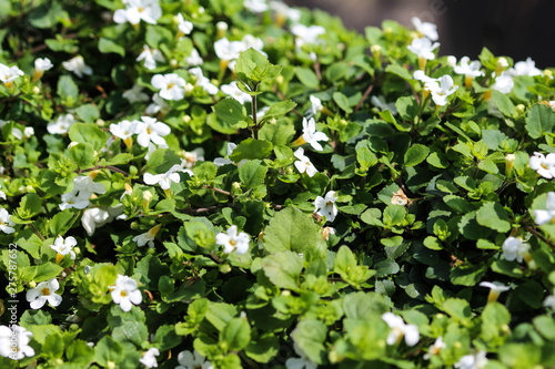 close up of Bacopa monnieri flower, also called waterhyssop, brahmi, thyme-leafed gratiola, water hyssop, herb of grace, Indian pennywort, blooming in spring in the garden