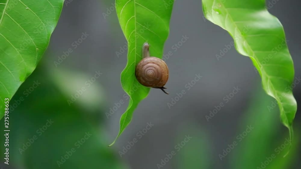 Close-up of burgundy snail walking on the leaf, In the morning Close-up of burgundy snail walking on the leaf, In the morning
