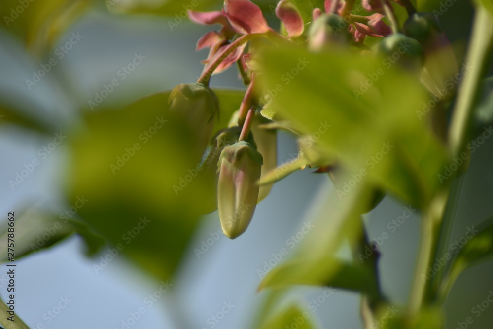 Fototapeta premium Heidelbeerblüten - Blühende Heidelbeere (Vaccinium myrtillus)