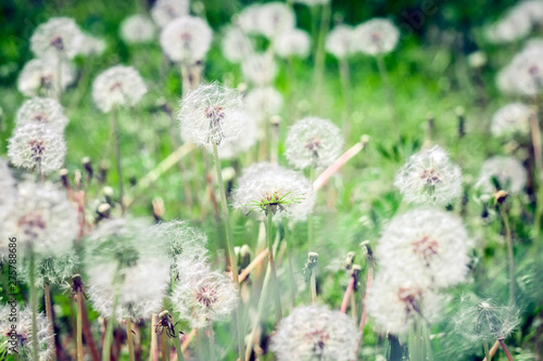 dandelions on the field in summer on a bright Sunny day