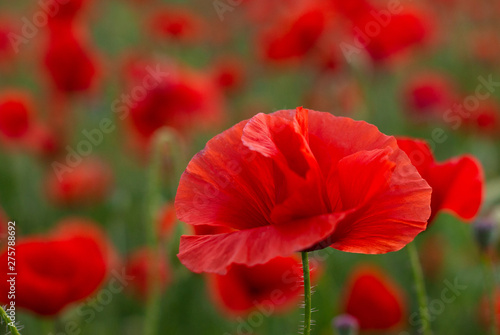 Perfect red poppy flower in the poppy field on the green floral background