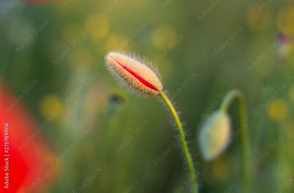 Perfect red poppy bud flower in the poppy field on the green floral background Perfect red poppy bud flower in the poppy field on the green floral background