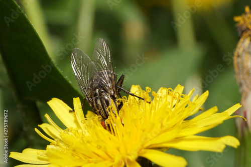 Close-up of fly Fannia scalaris in yellow flower photo