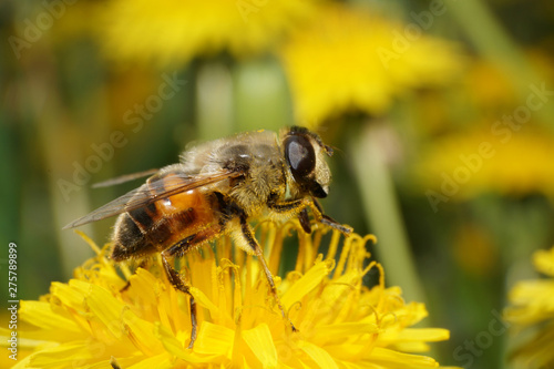 Close-up fluffy hoverfly Eristalis tenax on dandelion flower photo