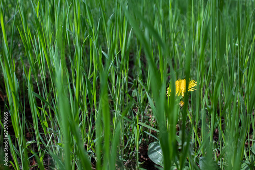 Yellow dandelion in the green grass. Side view. Copy space. There is a place for text. The concept of summer. Loneliness.